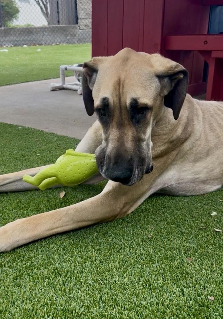 Santa, a ADOPTABLE Great Dane in Allen, TX image 6/6