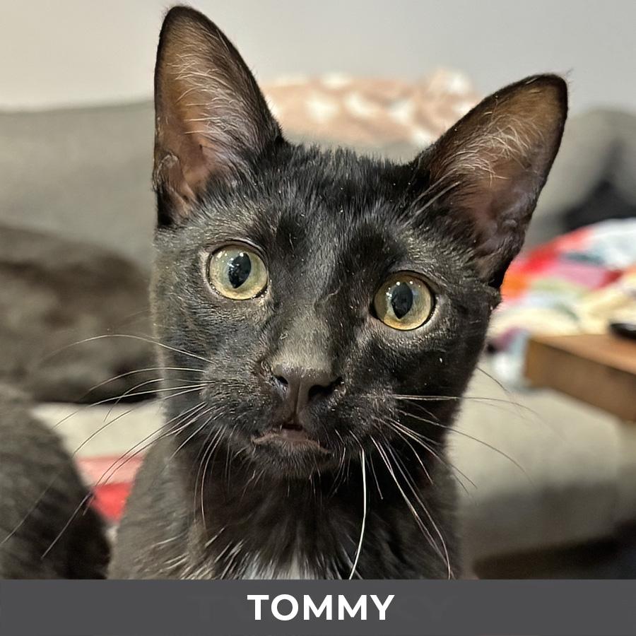 Enlarge Tommy, a ADOPTABLE Domestic Short Hair in Etobicoke, ON image 1/4