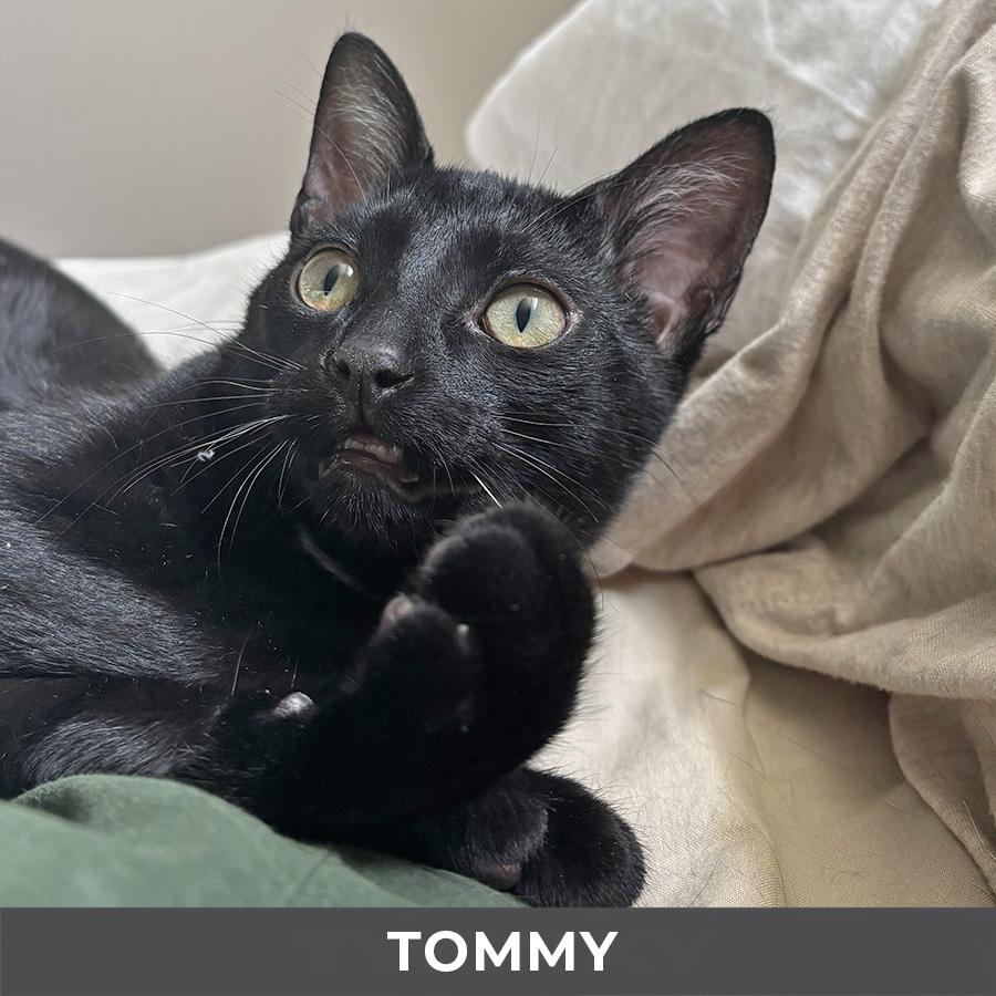 Enlarge Tommy, a ADOPTABLE Domestic Short Hair in Etobicoke, ON image 3/4