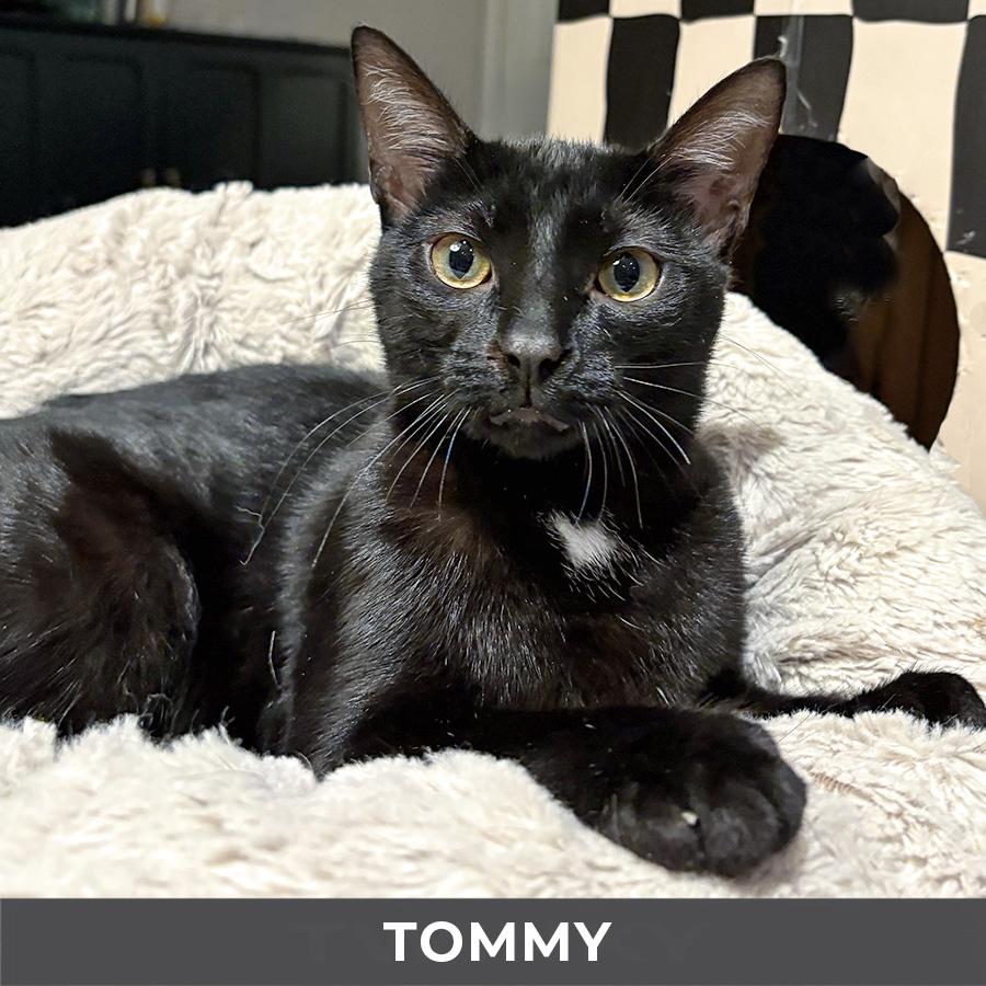 Tommy, ADOPTABLE, Kitten Male Domestic Short Hair.
