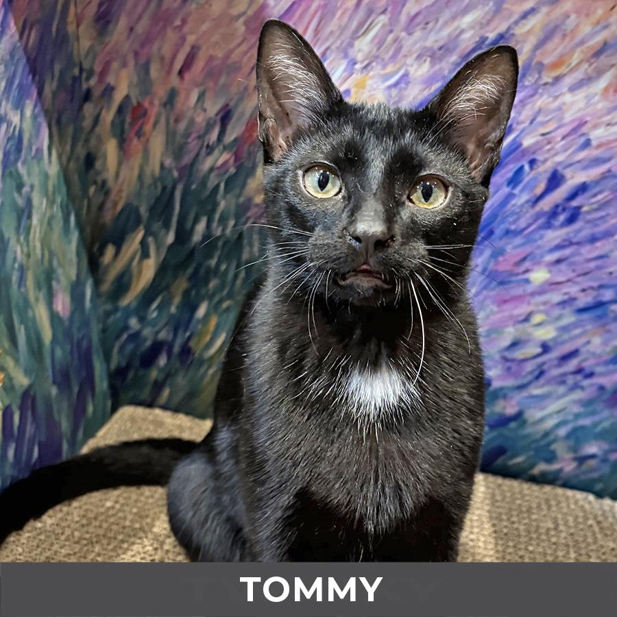 Enlarge Tommy, a ADOPTABLE Domestic Short Hair in Etobicoke, ON image 2/4