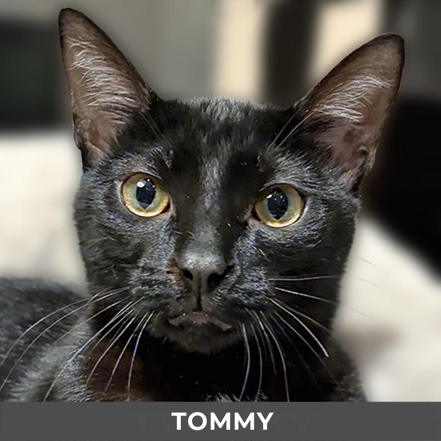 Tommy, a ADOPTABLE Domestic Short Hair in Etobicoke, ON image 2/2