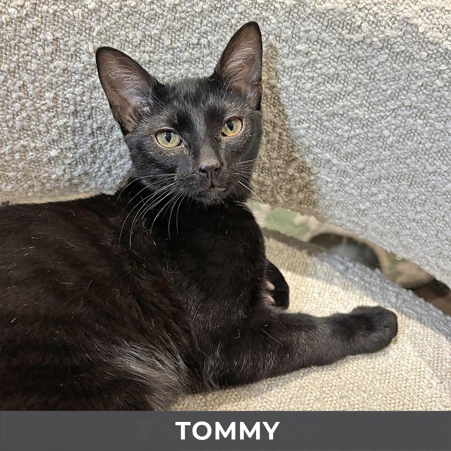 Enlarge Tommy, a ADOPTABLE Domestic Short Hair in Etobicoke, ON image 4/4