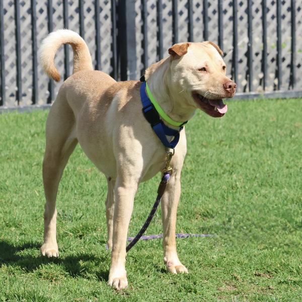 Guera, Adoptable, Adult Female Shar-Pei & Labrador Retriever.