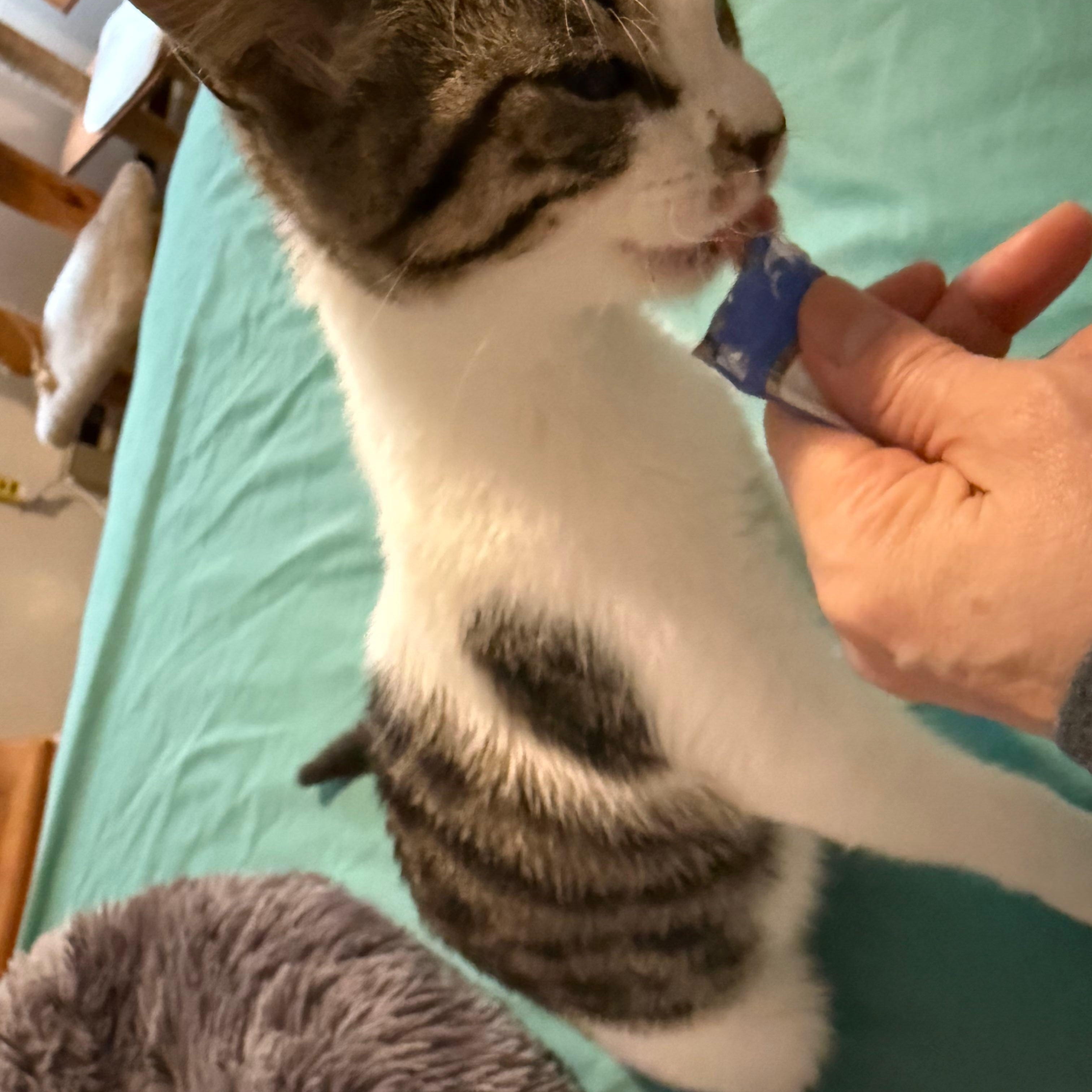 Enlarge Maybelline, a Adoptable Domestic Short Hair in Renton , WA image 5/5