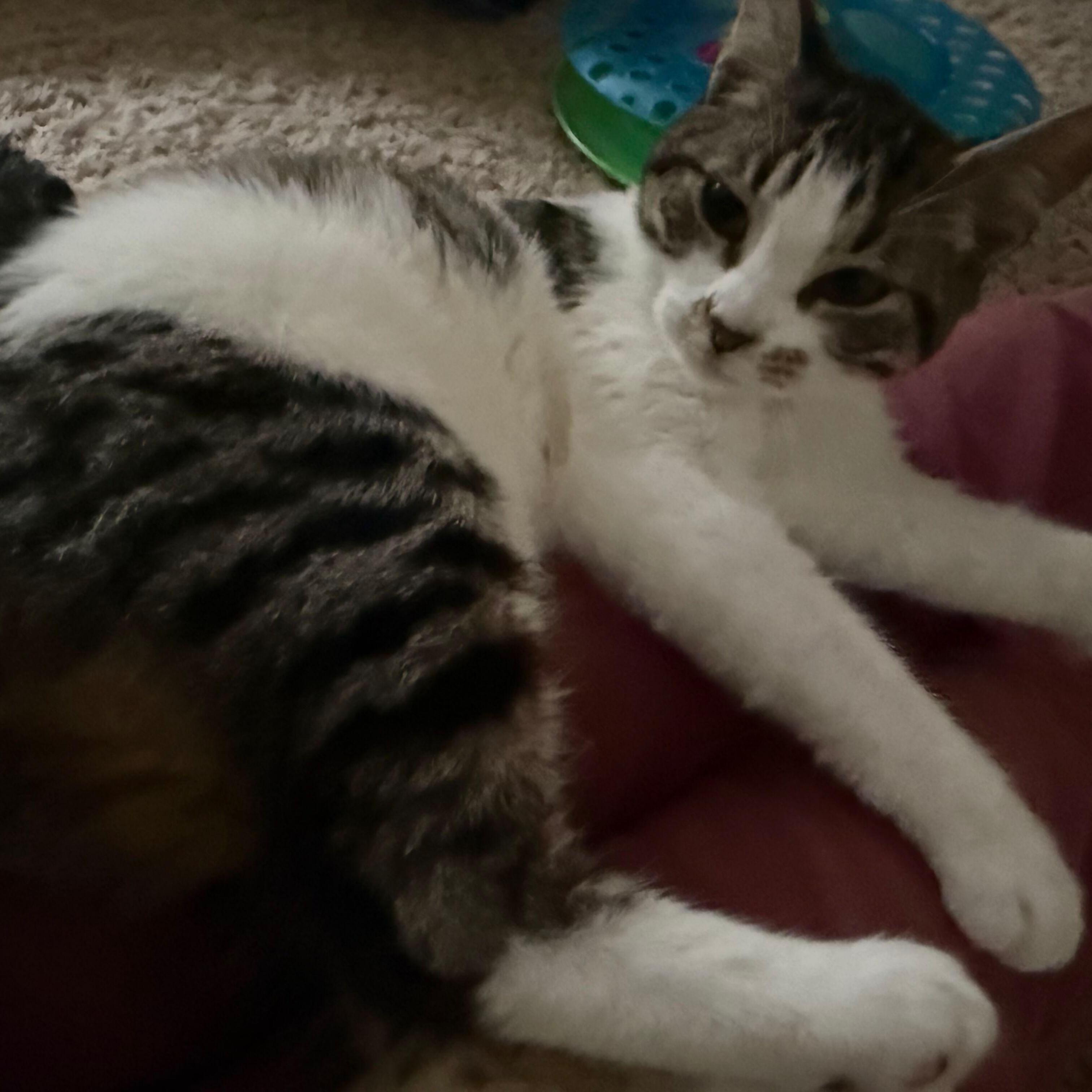 Enlarge Maybelline, a Adoptable Domestic Short Hair in Renton , WA image 2/5