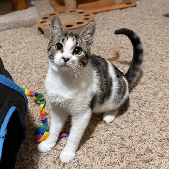 Enlarge Maybelline, a Adoptable Domestic Short Hair in Renton , WA image 1/5