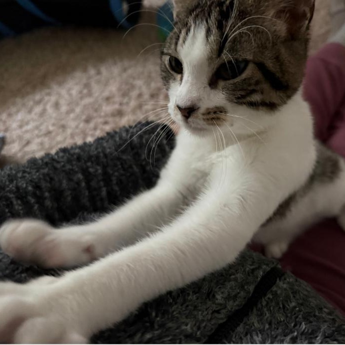 Enlarge Maybelline, a Adoptable Domestic Short Hair in Renton , WA image 4/5