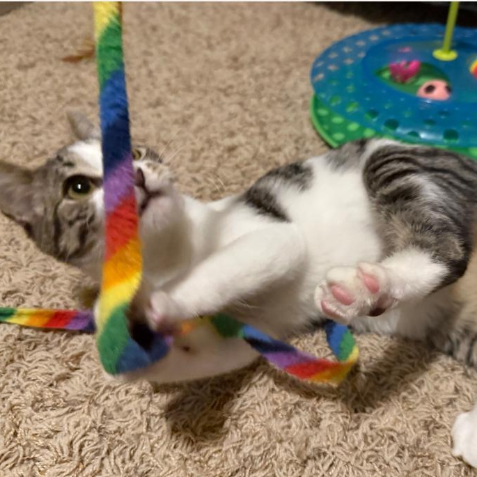 Enlarge Maybelline, a Adoptable Domestic Short Hair in Renton , WA image 3/5