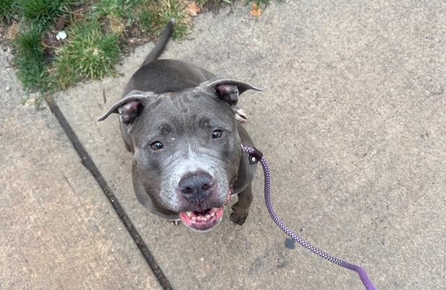 Enlarge Rhina, a Adoptable American Staffordshire Terrier in Lyndhurst, NJ image 2/6