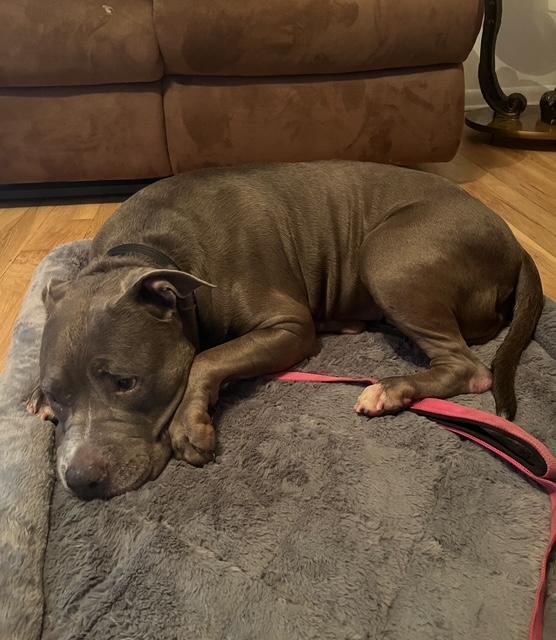 Enlarge Rhina, a Adoptable American Staffordshire Terrier in Lyndhurst, NJ image 3/6