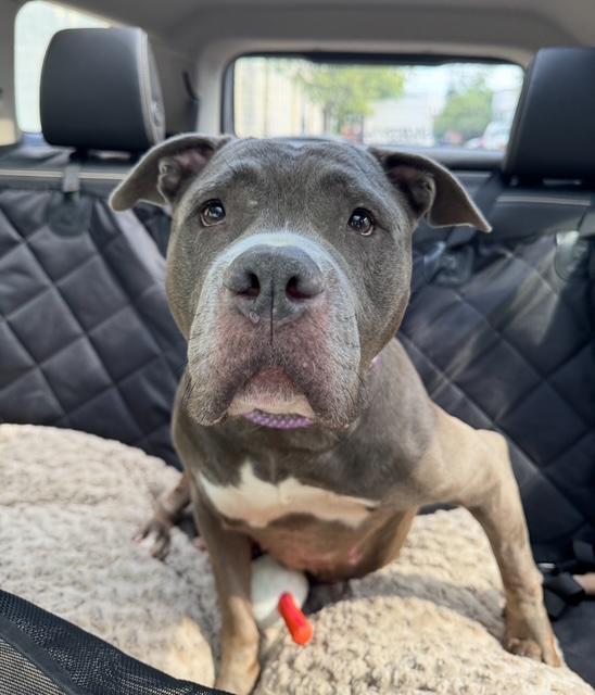 Enlarge Rhina, a Adoptable American Staffordshire Terrier in Lyndhurst, NJ image 4/6