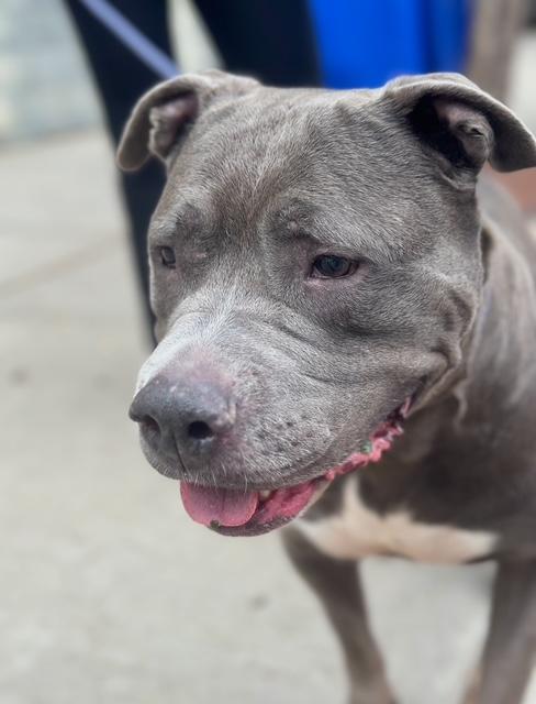 Enlarge Rhina, a Adoptable American Staffordshire Terrier in Lyndhurst, NJ image 5/6