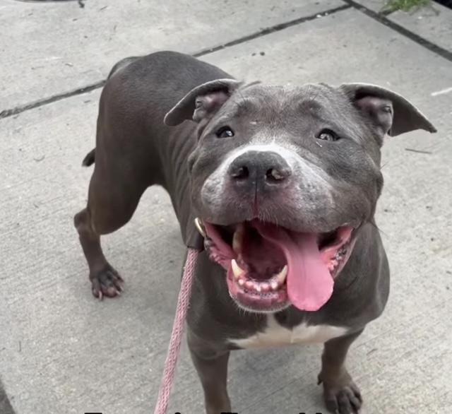 Enlarge Rhina, a Adoptable American Staffordshire Terrier in Lyndhurst, NJ image 1/6