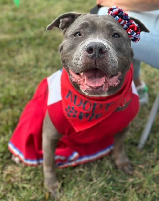 Enlarge Rhina, a Adoptable American Staffordshire Terrier in Lyndhurst, NJ image 6/6