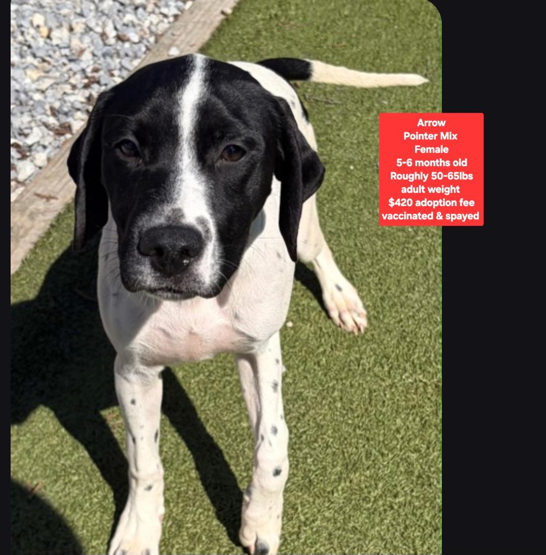 Arrow, Adoptable, Puppy Female Pointer.