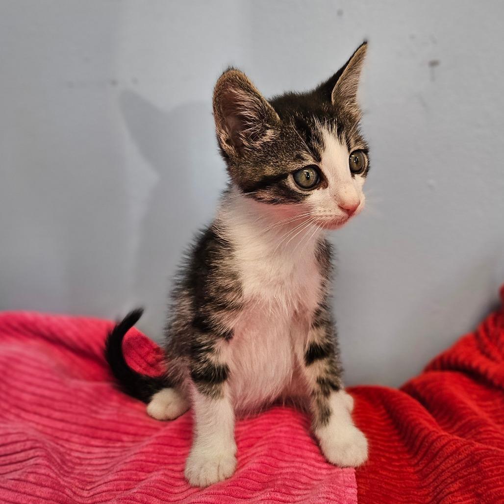 Kilauea, Adoptable, Kitten Male Domestic Short Hair.