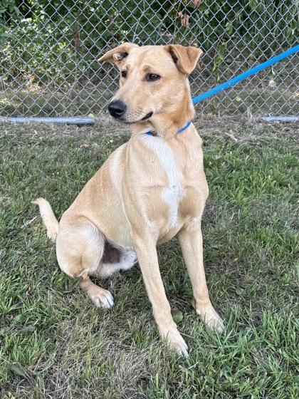 James, Adoptable, Adult Male Shepherd & Mixed Breed.
