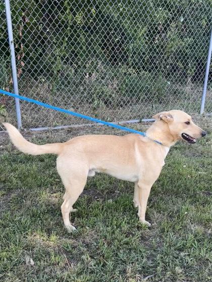 Enlarge James, a Adoptable mixed breed in Fergus Falls, MN image 2/3