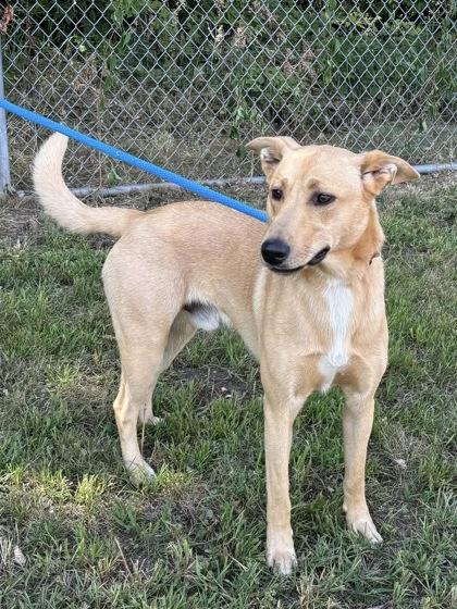 Enlarge James, a Adoptable mixed breed in Fergus Falls, MN image 3/3
