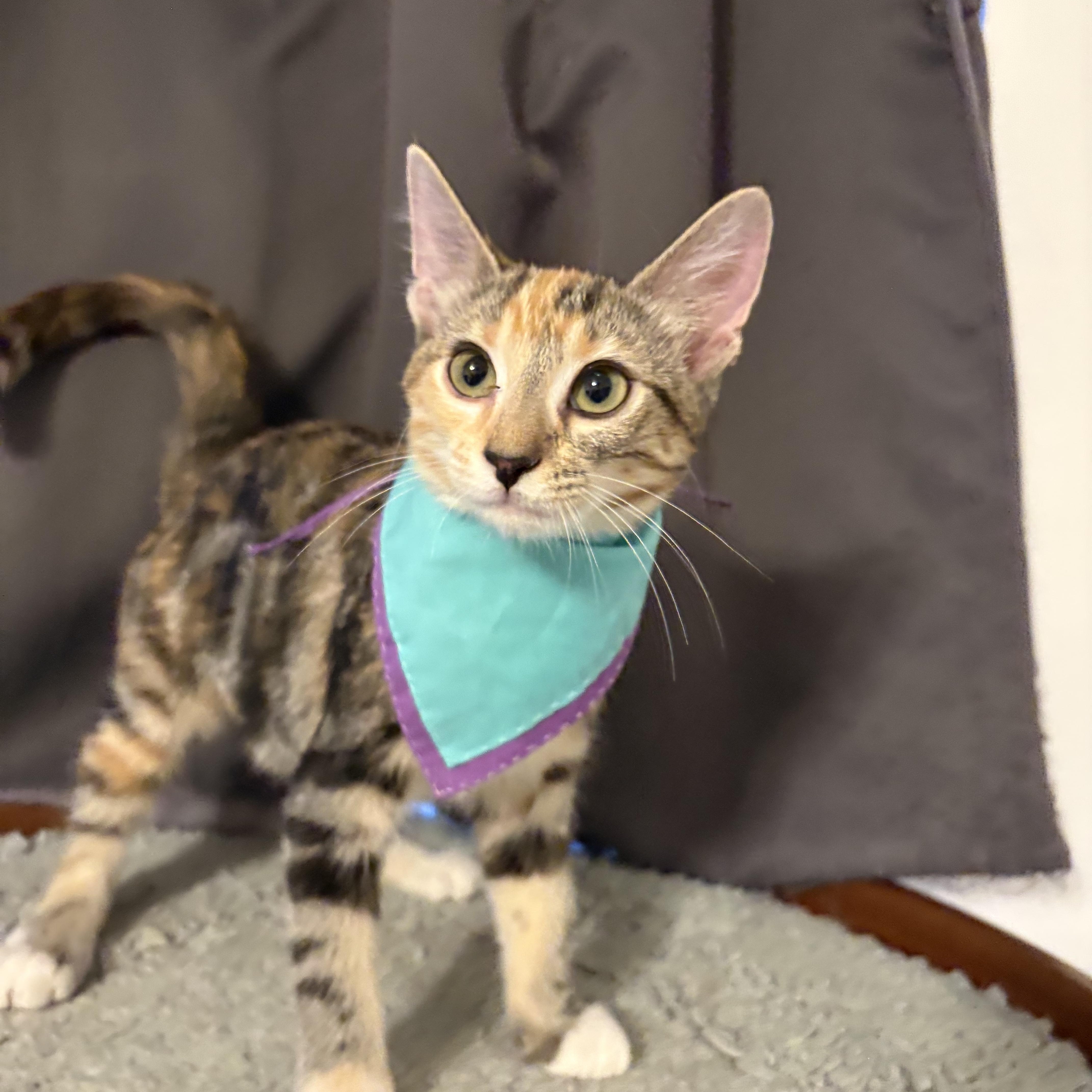 Affogato, a Adoptable Domestic Short Hair in La Canada, CA image 2/3