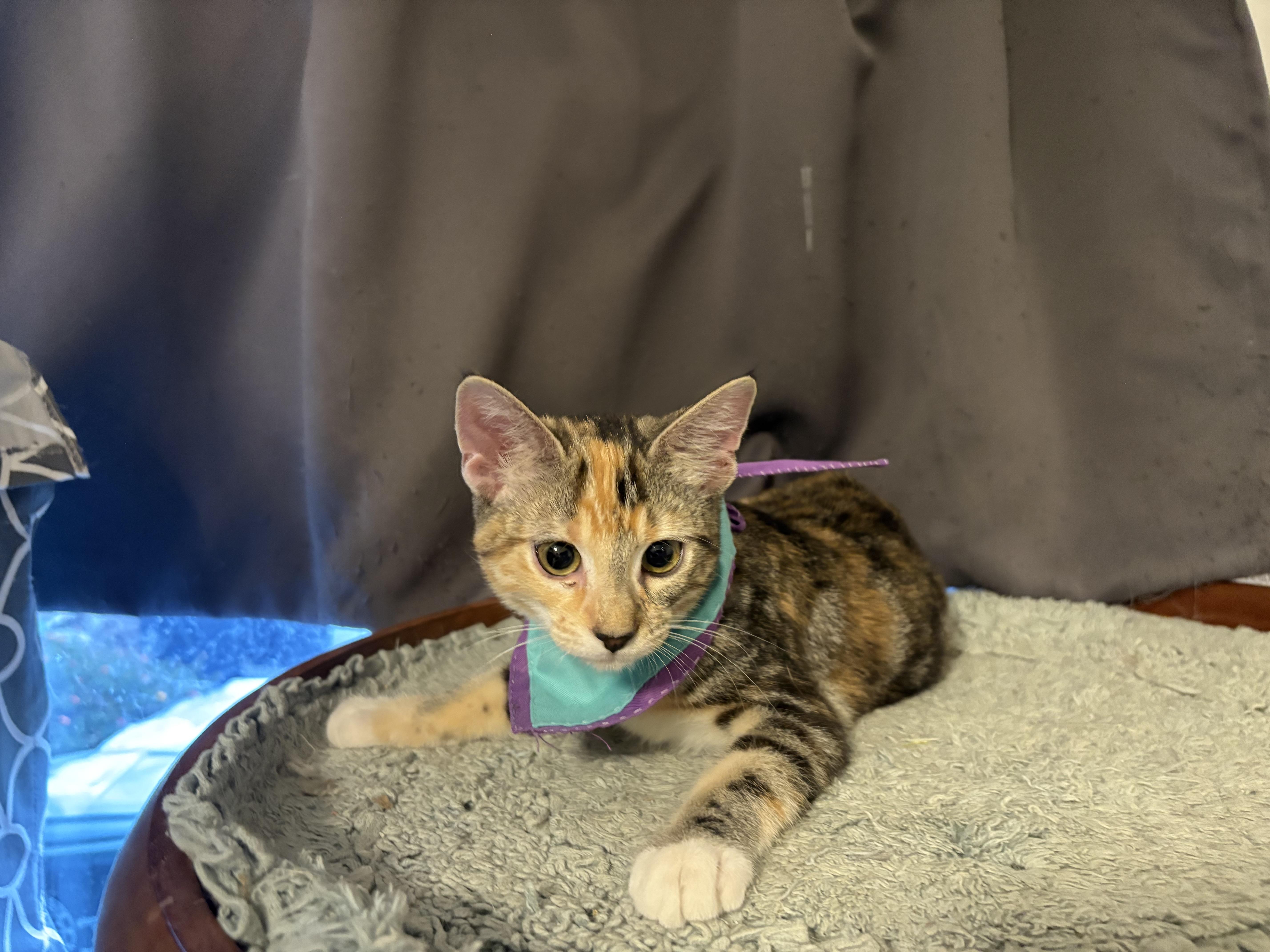 Affogato, a Adoptable Domestic Short Hair in La Canada, CA image 3/3