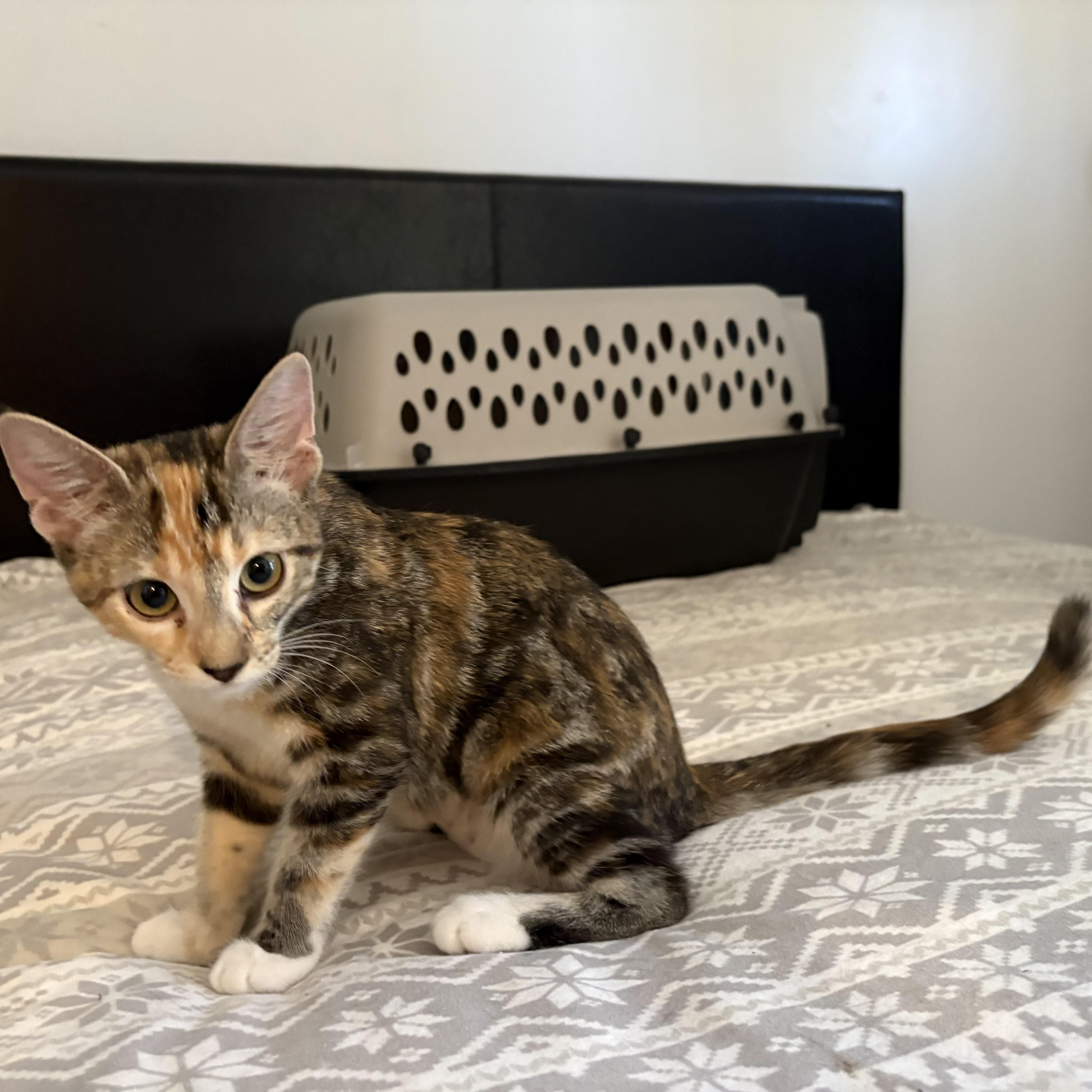 Affogato, a Adoptable Domestic Short Hair in La Canada, CA image 1/3