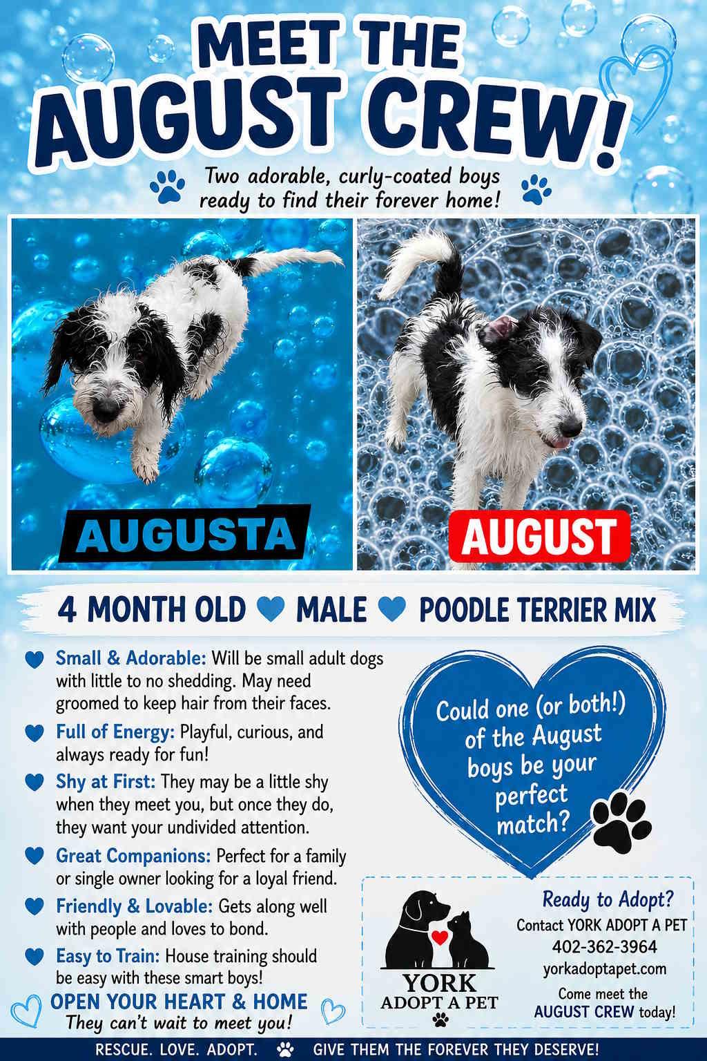 August Crew, Adopted, Puppy Male Poodle & Terrier.