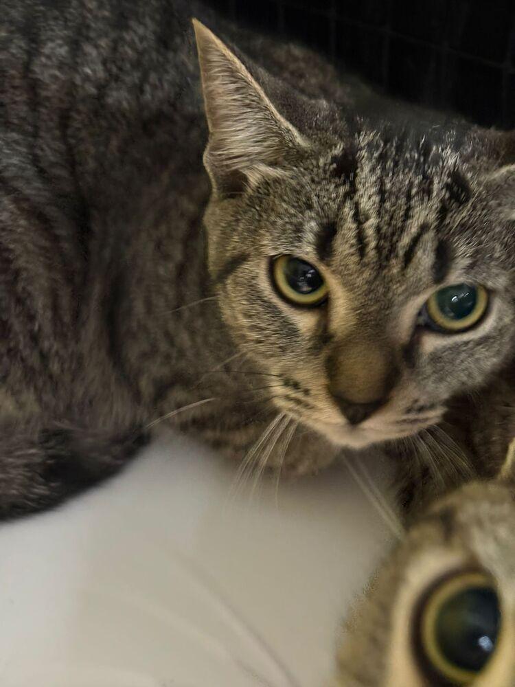 Paris, Adoptable, Kitten Female Domestic Short Hair.