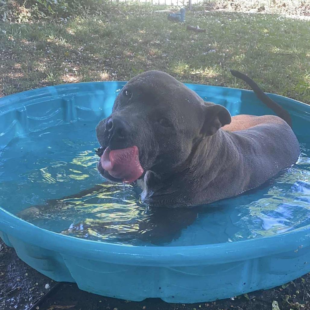 Danny Waffles, Adoptable, Adult Male Mixed Breed.