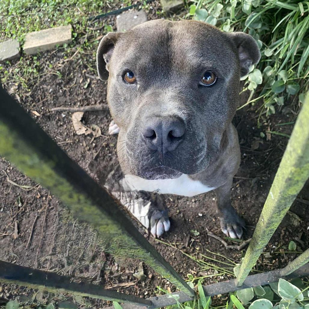 Enlarge Danny Waffles, a Adoptable Mixed Breed in Bartlett, TN image 2/6