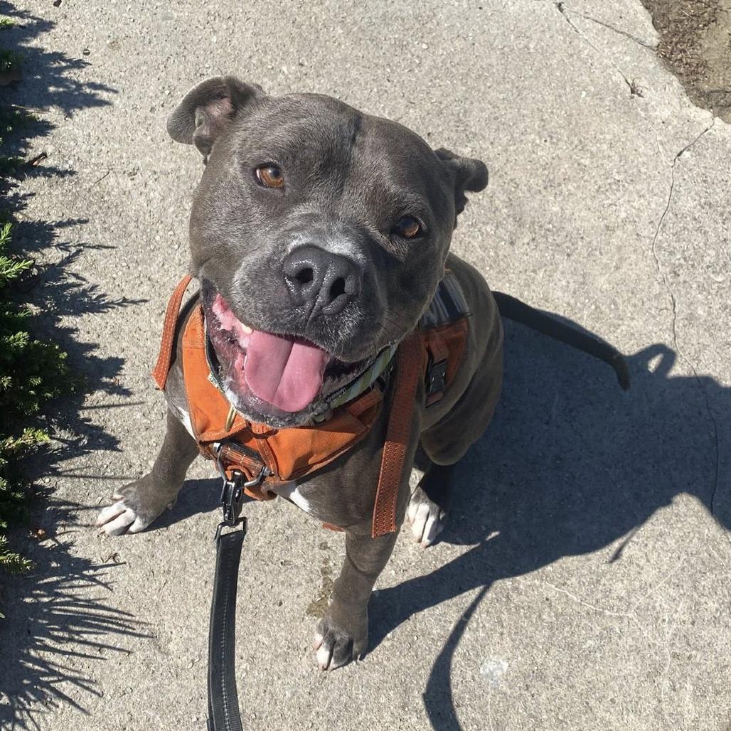 Enlarge Danny Waffles, a Adoptable Mixed Breed in Bartlett, TN image 4/6