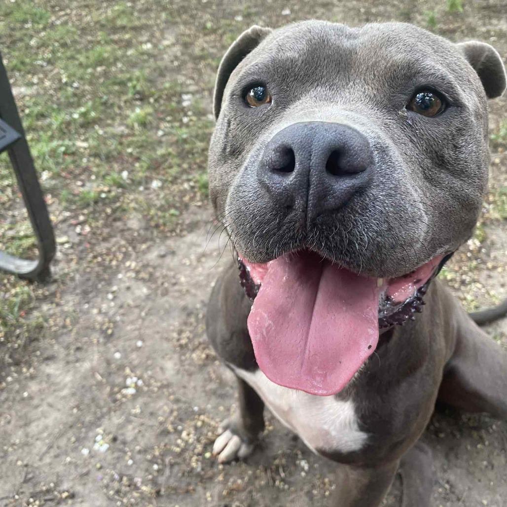 Enlarge Danny Waffles, a Adoptable Mixed Breed in Bartlett, TN image 6/6