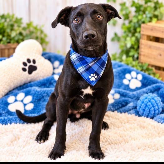 Relish, Adoptable, Young Male Black Labrador Retriever.