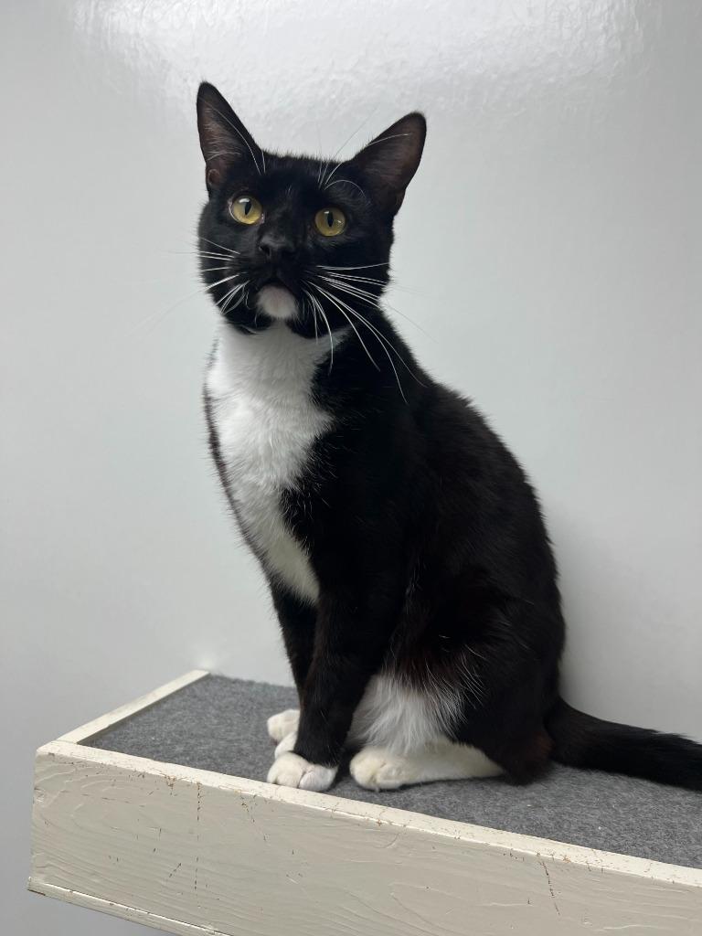 Enlarge Nino, a Adoptable mixed breed in Brookings, OR image 1/1