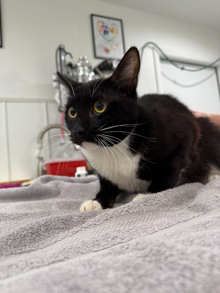 Nino, Adoptable, Young Male Domestic Short Hair.