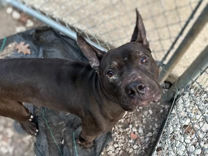 Enlarge Eeyore, a Adoptable mixed breed in Gainesville, FL image 1/1