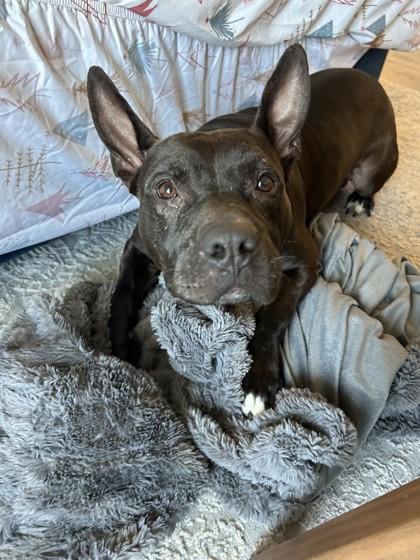 Eeyore, a Adoptable mixed breed in Gainesville, FL image 3/3