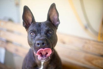 Enlarge Eeyore, a Adoptable mixed breed in Gainesville, FL image 2/3
