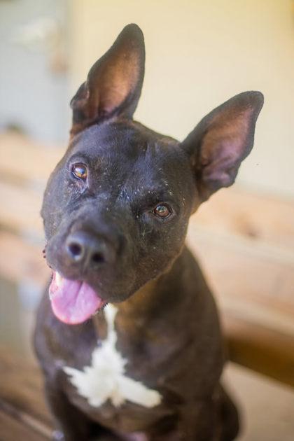 Eeyore, Adoptable, Adult Male Terrier & Mixed Breed.