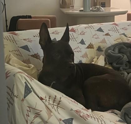 Eeyore, a Adoptable mixed breed in Gainesville, FL image 2/3