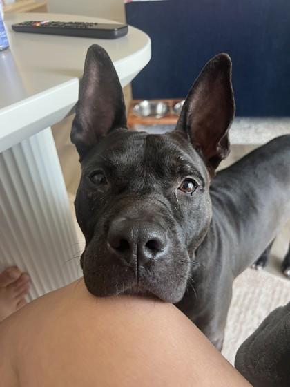 Eeyore, a Adoptable mixed breed in Gainesville, FL image 3/3