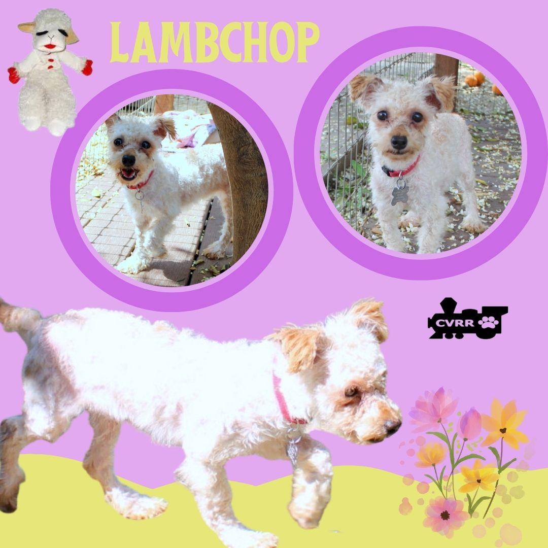 Enlarge Lambchop, a Adopted mixed breed in LINDSAY, CA image 1/1
