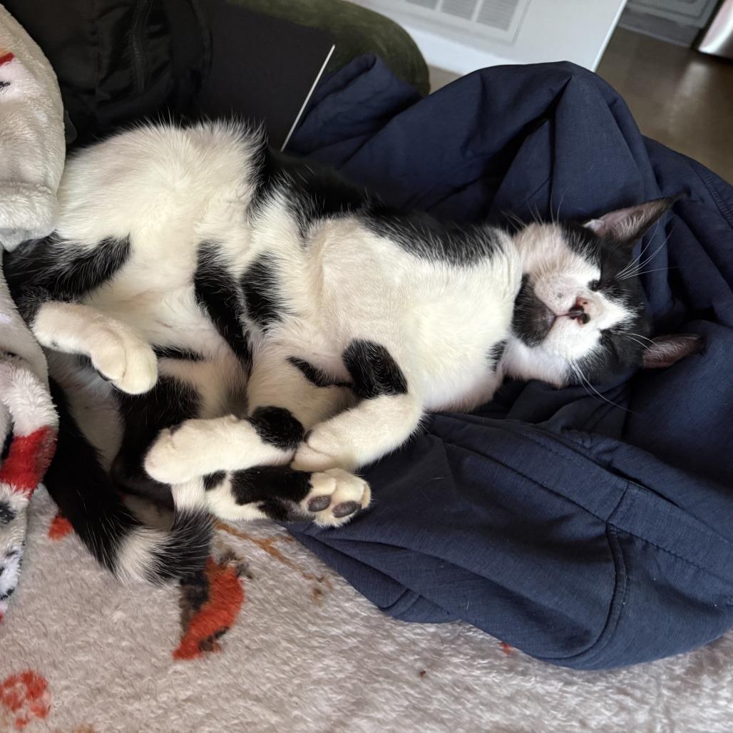Skunkie, Adoptable, Adult Male Domestic Short Hair.