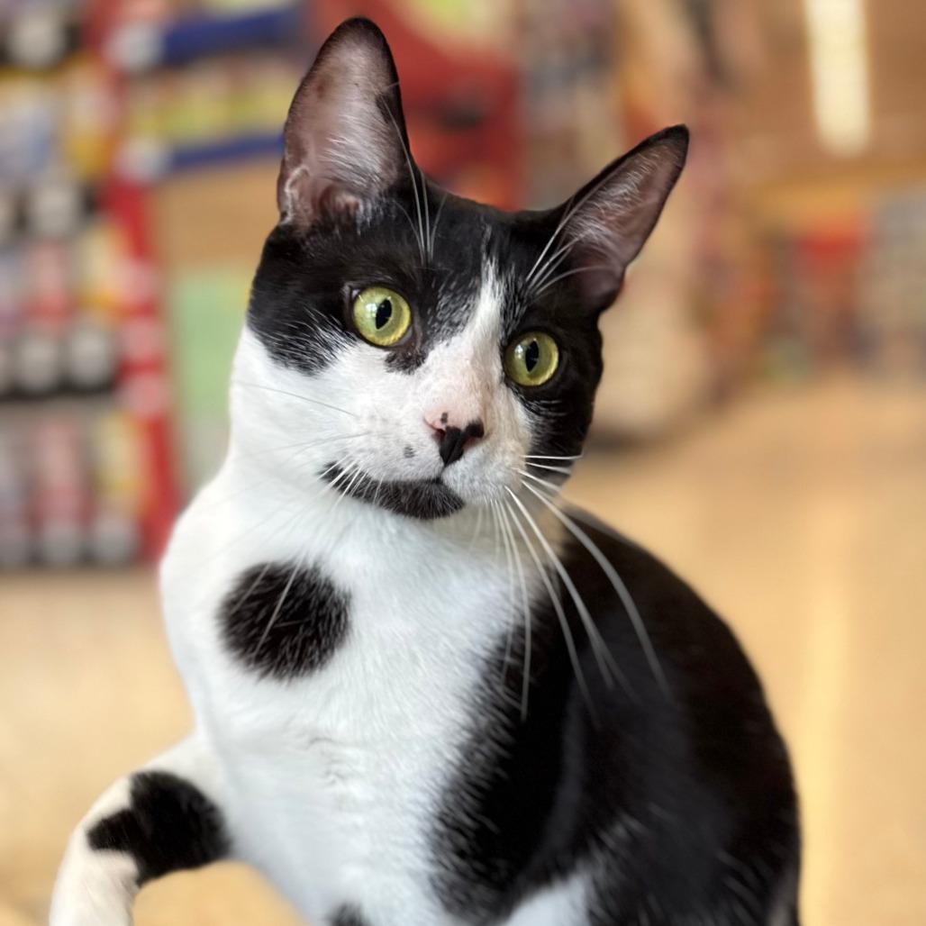 Skunkie, a Adoptable Domestic Short Hair in Marietta, GA image 2/4