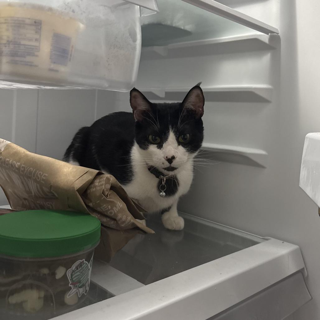 Skunkie, a Adoptable Domestic Short Hair in Marietta, GA image 3/4