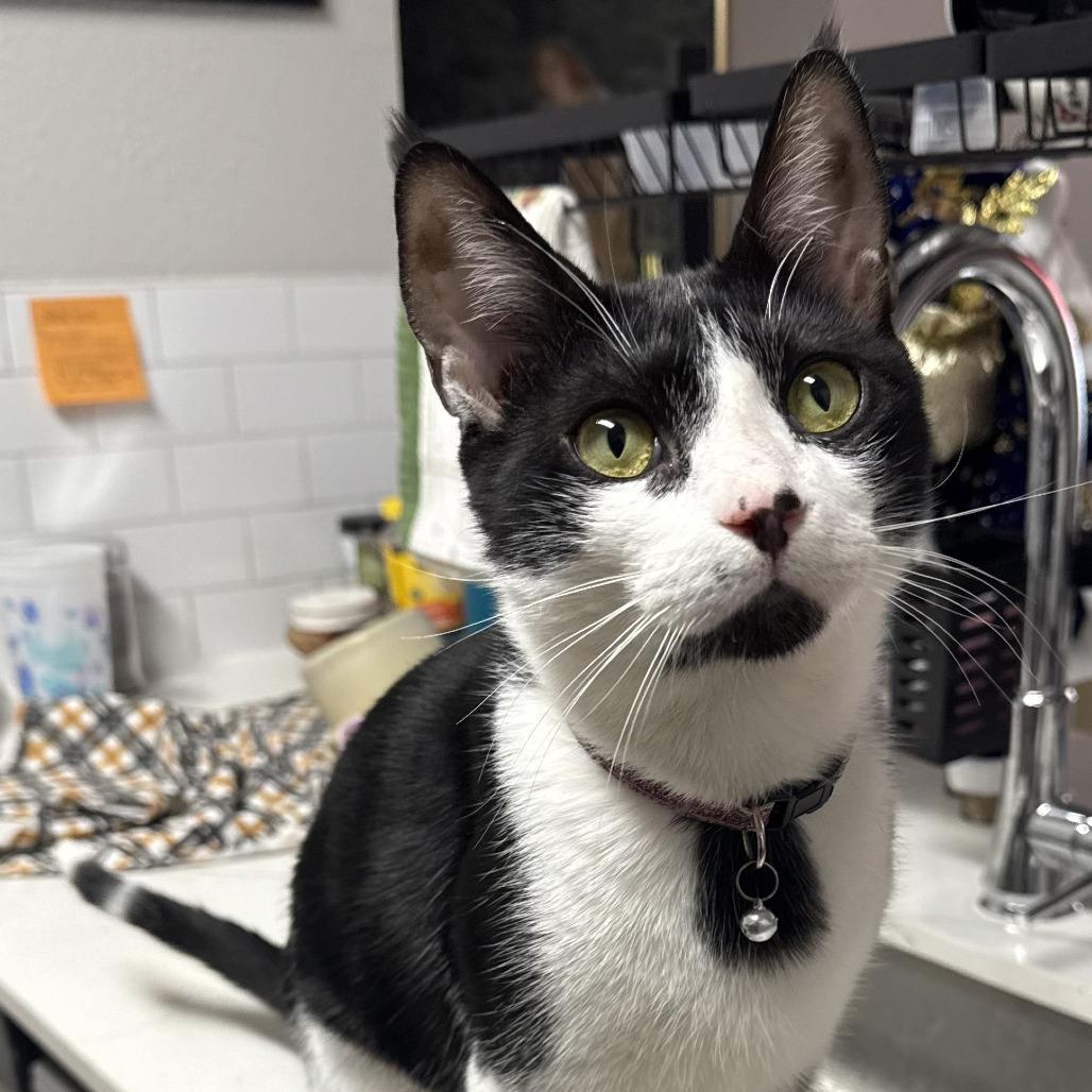 Skunkie, a Adoptable Domestic Short Hair in Marietta, GA image 4/4