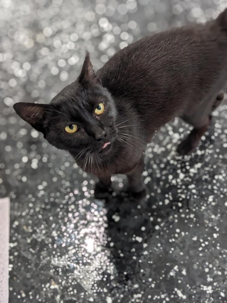 Raisin, a Adoptable Domestic Short Hair in Lewisburg, TN image 1/2