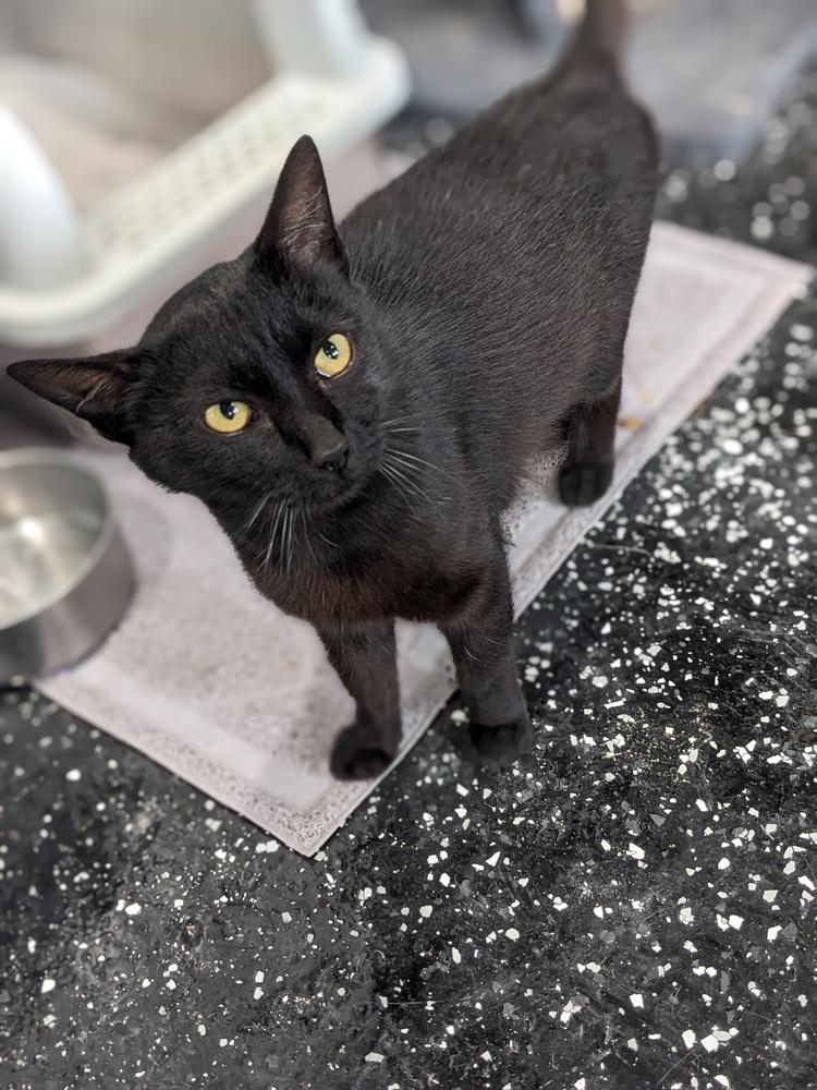 Raisin, a Adoptable Domestic Short Hair in Lewisburg, TN image 2/2