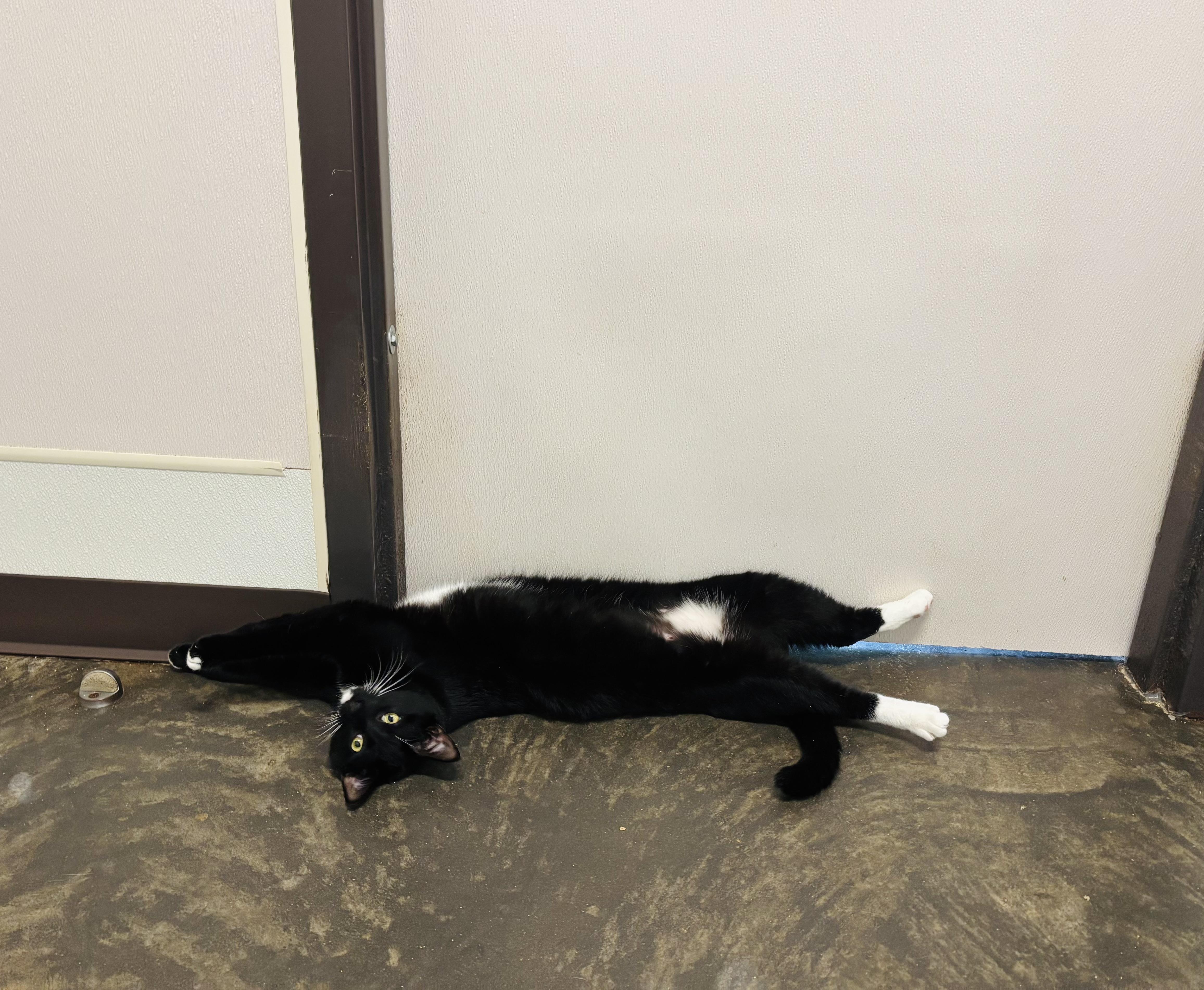 Mr. Tod
